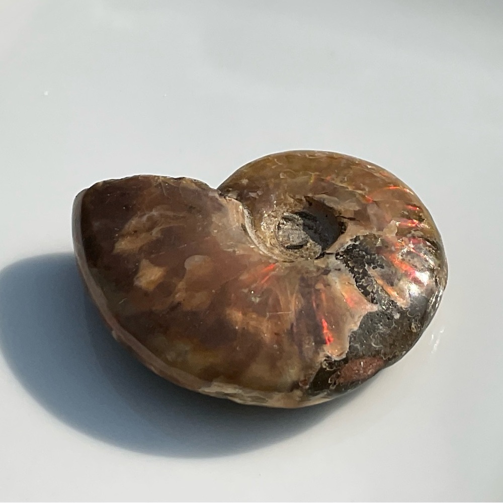 Ammonite (Rams Head) - Picture 6 of 12